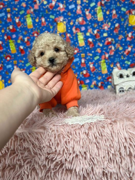 Маленькі чудо лапочки, міні та мікро Мальтипу, Мальтіпу