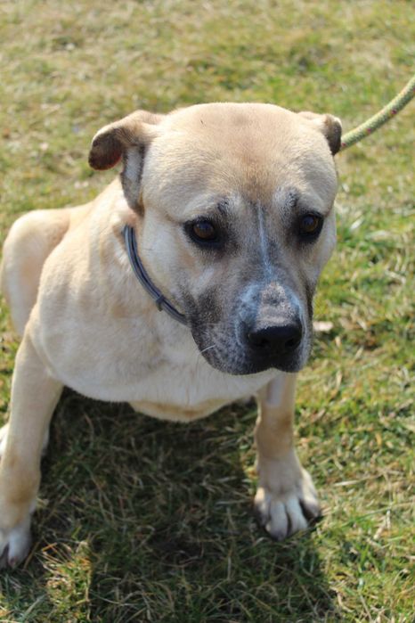 104984 Elza do adopcji.