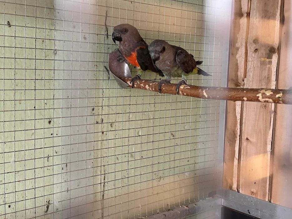 Casal Poicephalus Rufiventris 2024