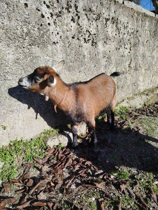 Cabra e Cabrito Anões