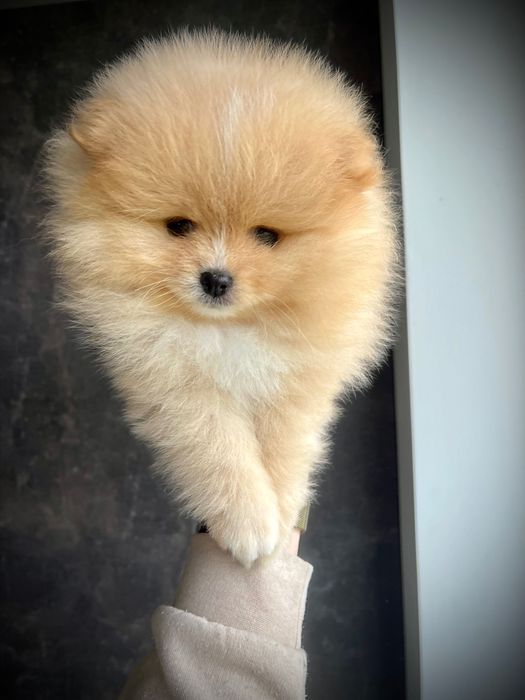 Szpic miniaturowy Pomeranian
