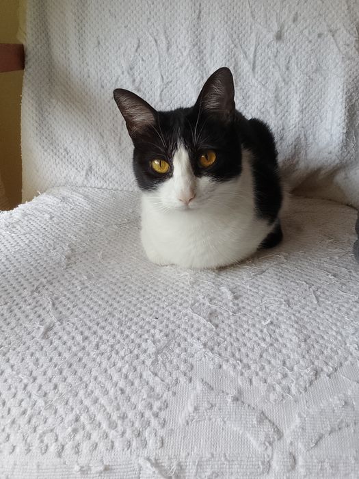 In-home Cat Caregiver