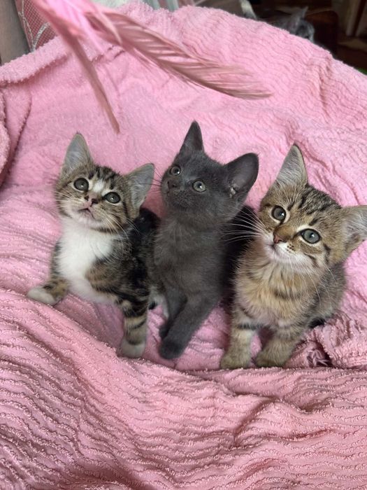 Кошенятка безкоштовно