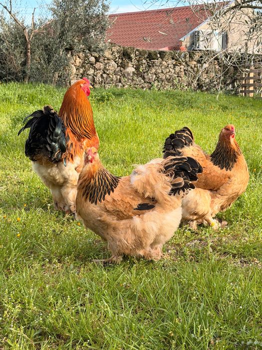 Ovos para Incubação – Galinhas Brahma Buff