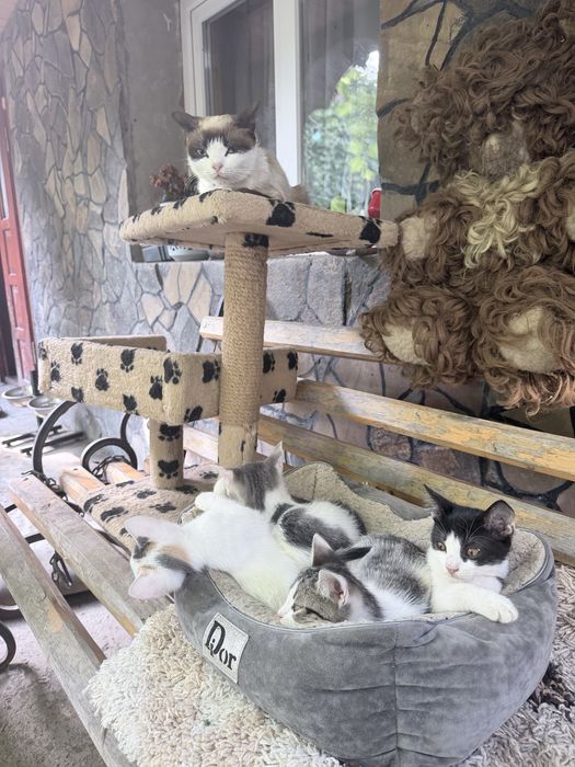Кошенята в добрі руки
