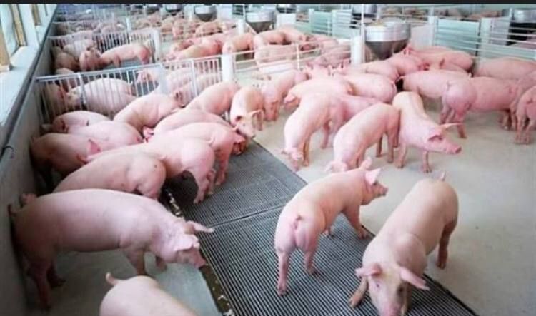 Шукаю інвестора для відкриття свиноферми+переробка м'яса