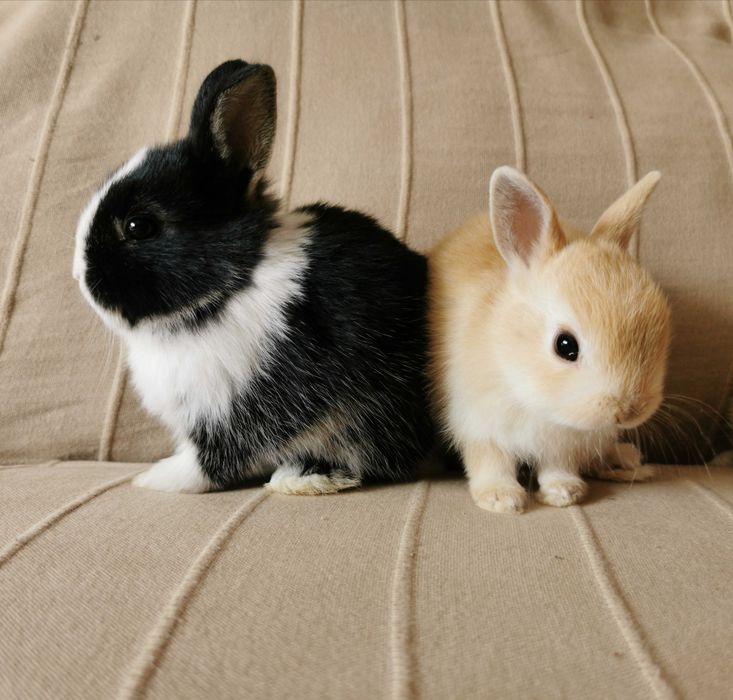 KIT Coelhos anões teddy e mini holandês muito fofos