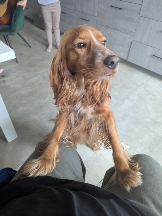 Cocker spaniel suczka oddam