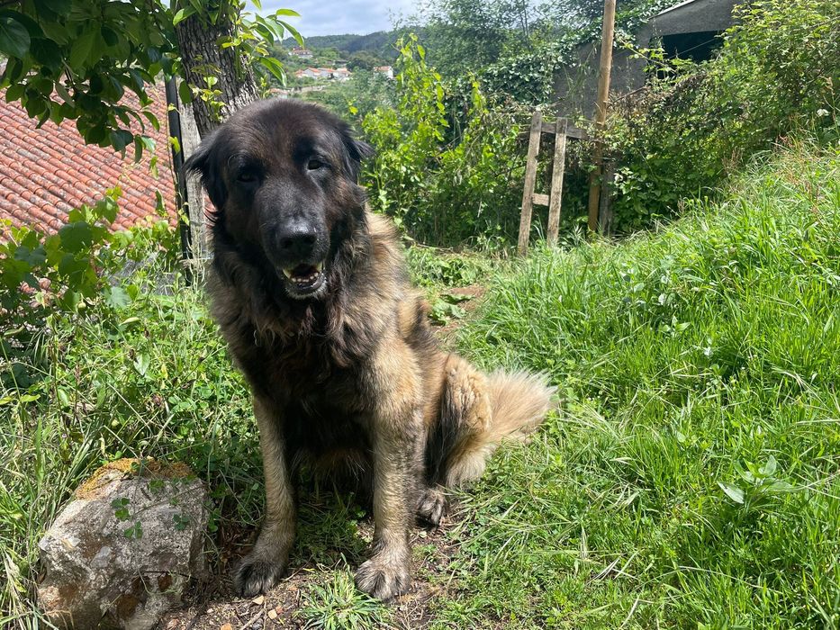 Cão para adoção (Serra da Estrela). Portuguese Shepard dog for adoption
