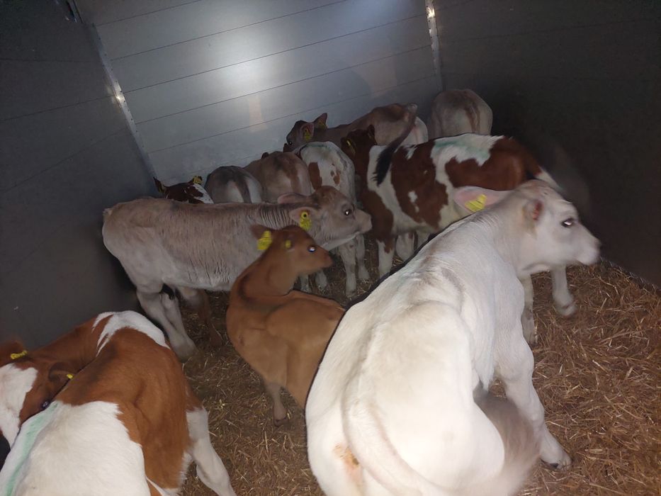 Cielaki miesne Turek byczki