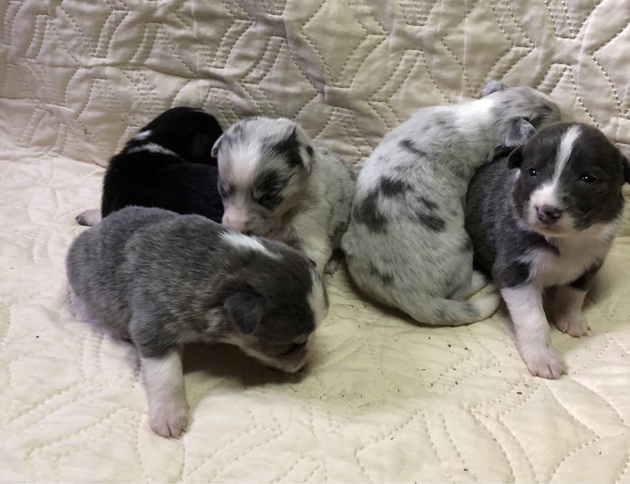 Щенки бордер колли