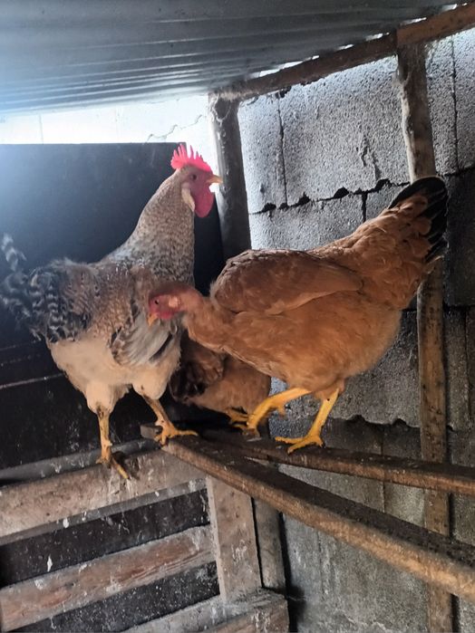 Casal de amarela parda