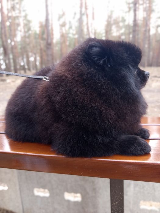 Шпіц міні. Хлопчик Тедді, 3.5  роки. Готовий до в'язки.