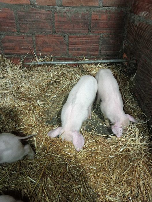 Leitões  Pietran com duroc e tenho também brancos