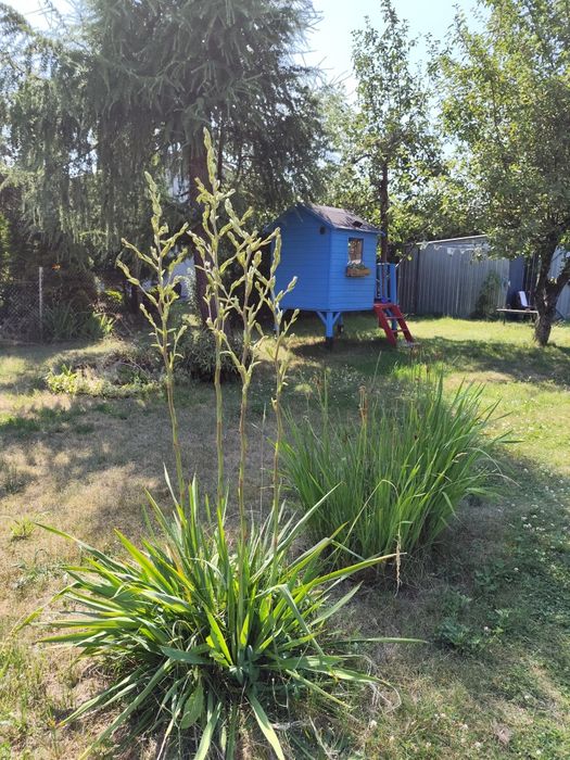 Działka ROD Pogodny w Kaliszu — 500 m², idealna dla rodziny z dziećmi - Widok 5