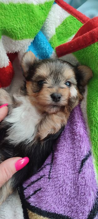 Yorkshire terrier piesek