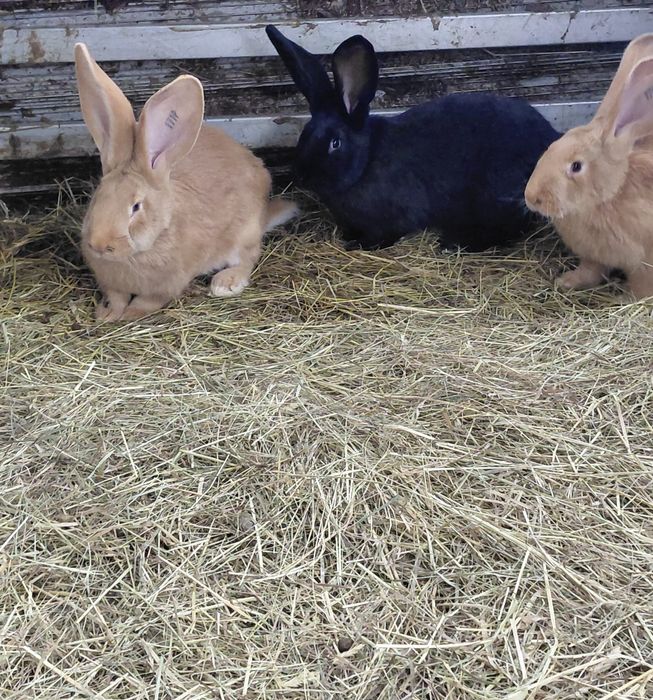 Króliki olbrzymy belgijskie