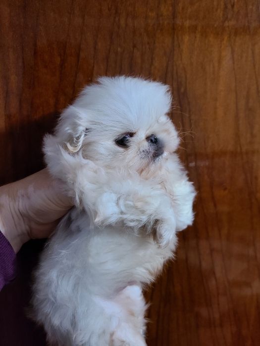 В'язка Королівського пекінеса.