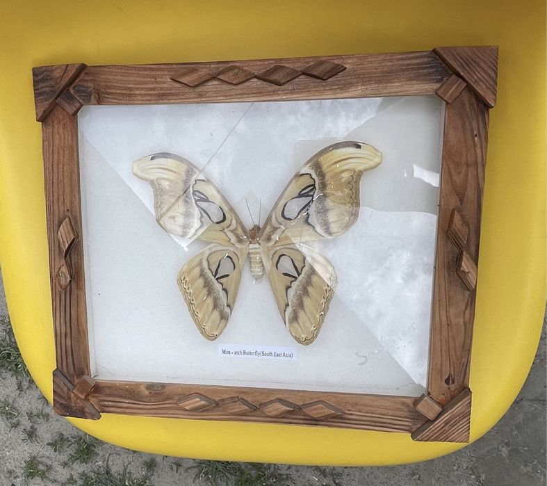 Продам картина бабочка