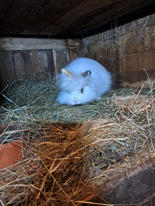 Sprzedam króliczki miniaturki