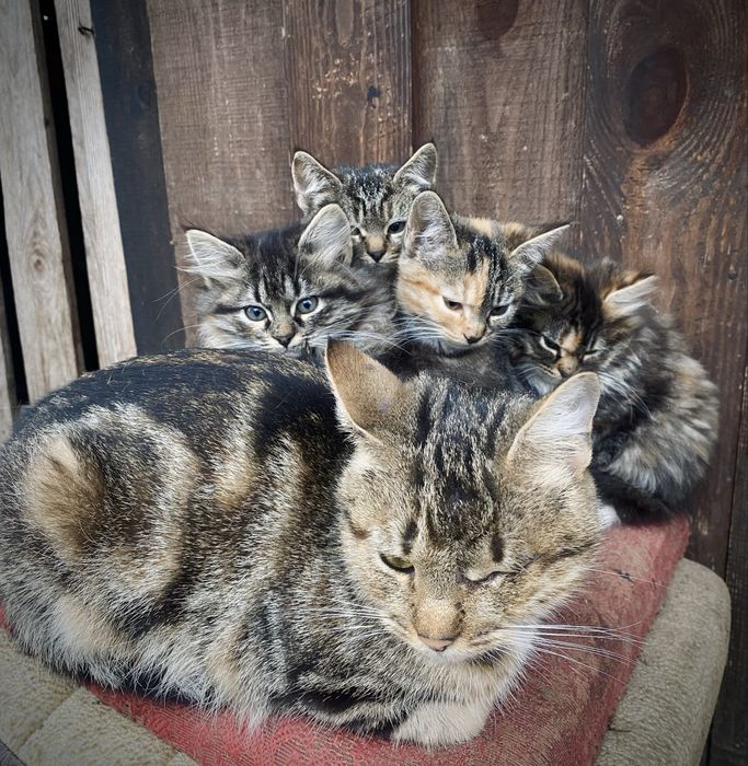 Віддам кошенятко ( можлива доставка) ЗАЛИШИВСЯ ОДИН ХЛОПЧИК