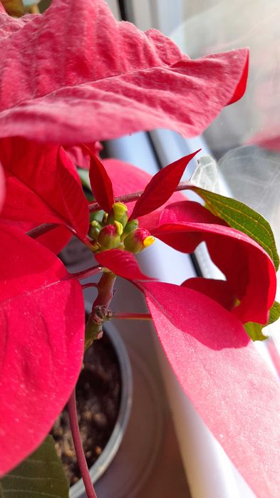 Poinsencja Gwiazda Betlejemska kwitnąca