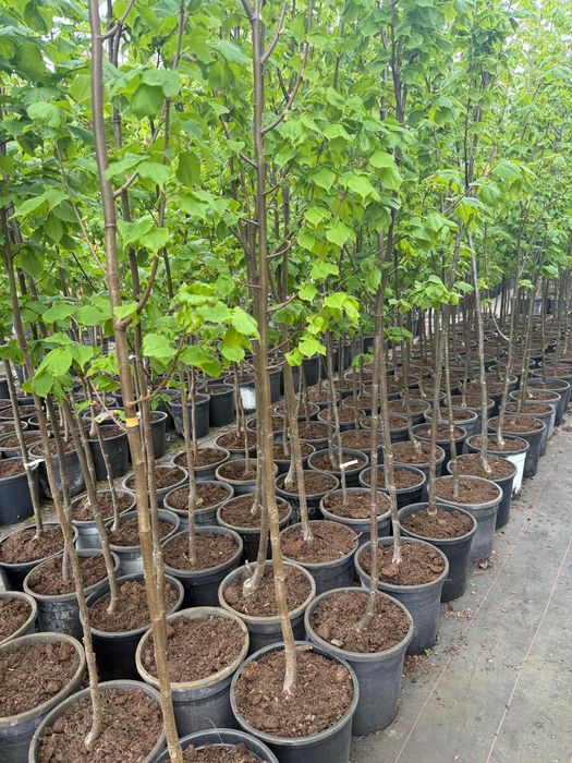 Lipa drobnolistna Greenspire obwód pnia 6-8 cm 160 zł