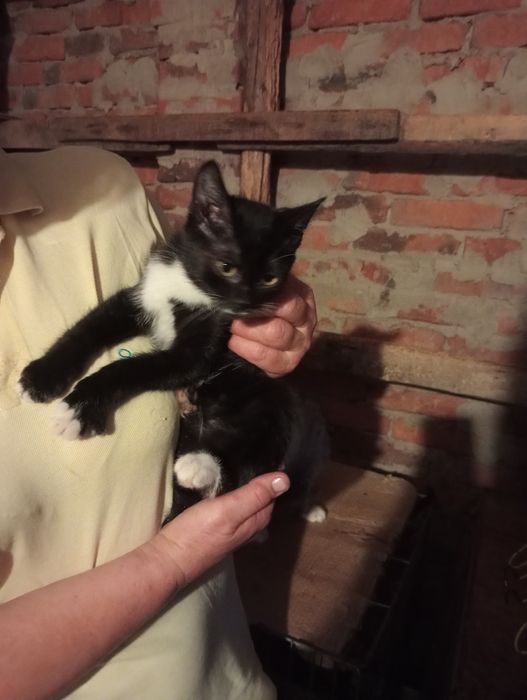 Дівчинка 2 міс потрібна сім'я