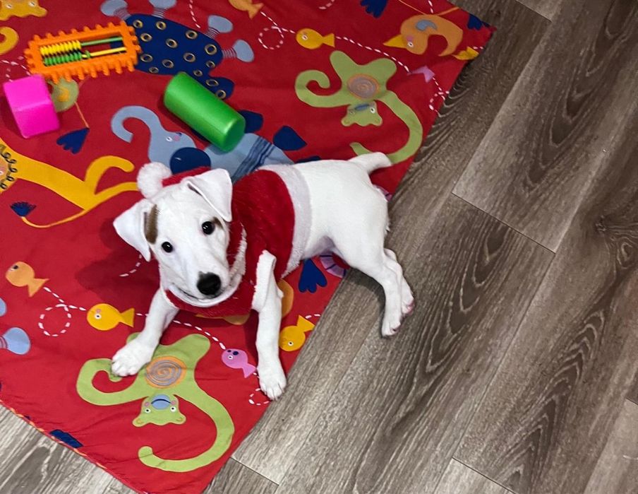 Гарна дівчинка в хорошу родину