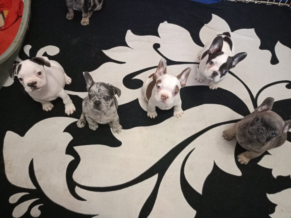 Мальчики французского бульдога разных окрасов