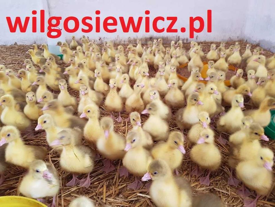 Gęsi do dalszej hodowli, transport na miejsce