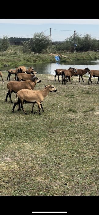 Продам камерунських вівців