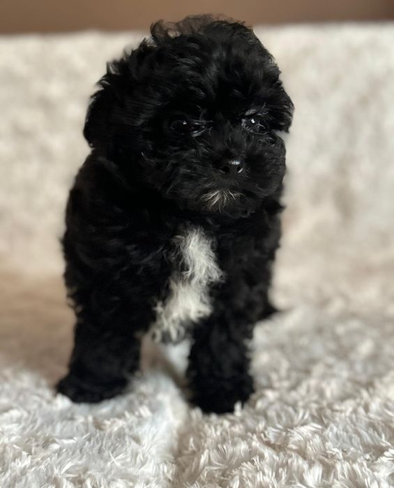 Pomapoo chłopczyk