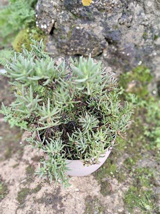 Planta decorativa de baixo consumo de agua, altura de vaso 30 cm.