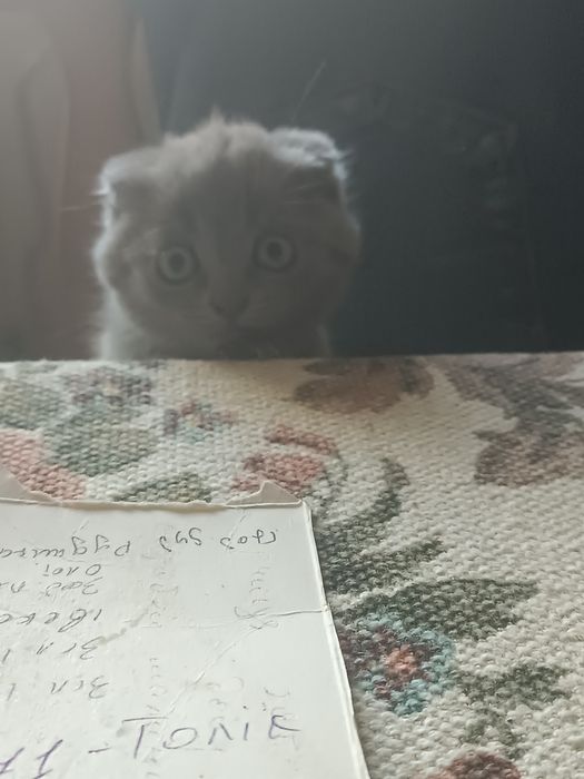 Кошенята шотландські