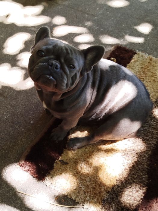 Bulldog  Francês
