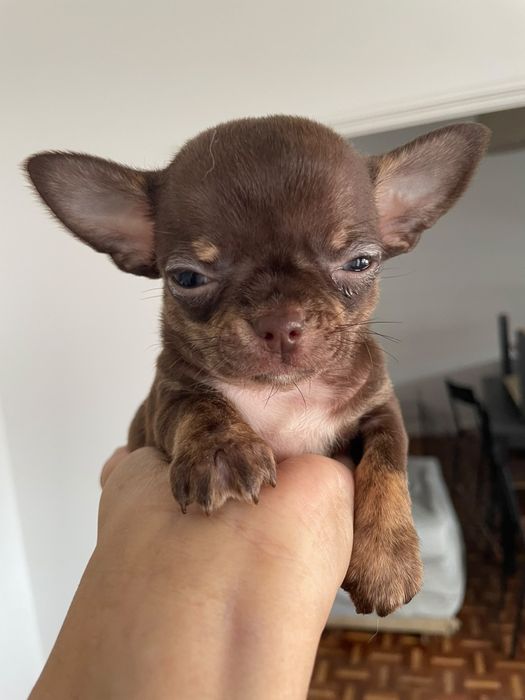 Chihuahua Macho pelo curto
