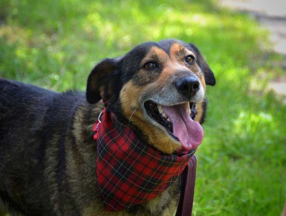 Wafelek - przyjazny, serdeczny słodziak czeka na dom! :)