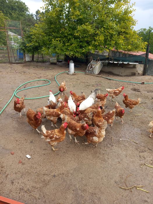 Galinhas poedeiras