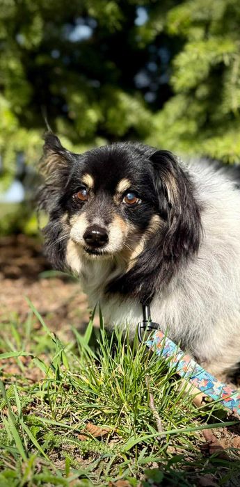 Benio czeka na swój kochający dom