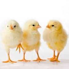 Пропоную яйце бройлера.