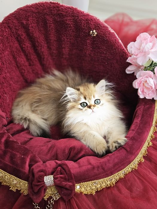 Золотая британская шиншилла кот котята котик хлопчик кіт