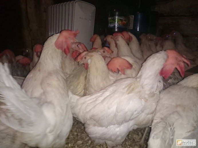 Кури. Яєчна порода