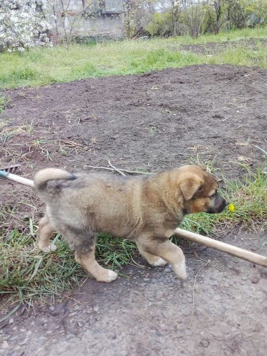 Щеноки-мальчики (2 месяца)