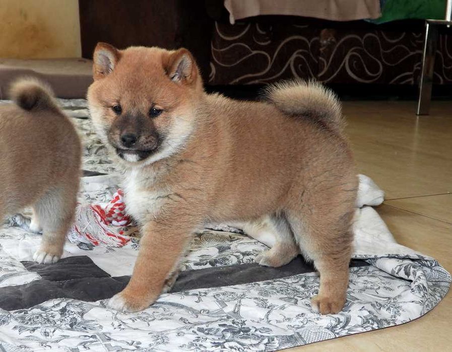 Shiba Inu piękne maluszki ZKwP FCI
