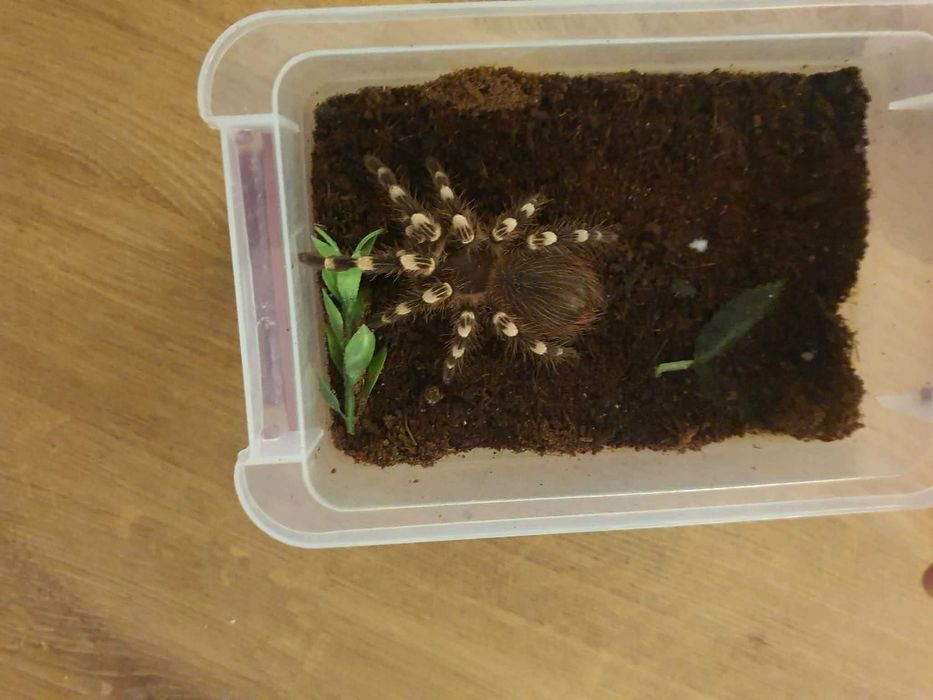 Pająk Acanthoscurria geniculata