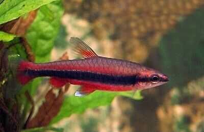 Drobnoustek Beckforda - Nannostomus beckfordi - dowóz, wysyłka