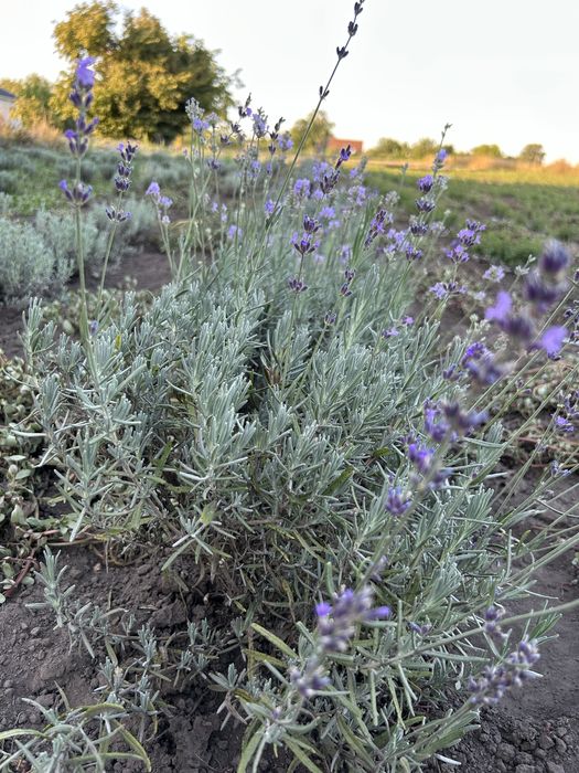 Лаванда Англійська 50 грн.