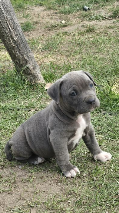 Szczeniak American Stafford Terrier