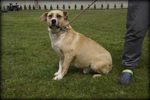 Badi - duży wesoły psiak szuka nowego domku